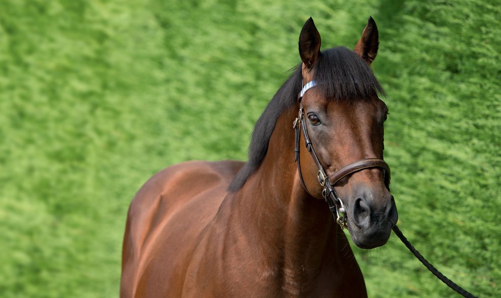 Dubawi Legend Continues to Grow